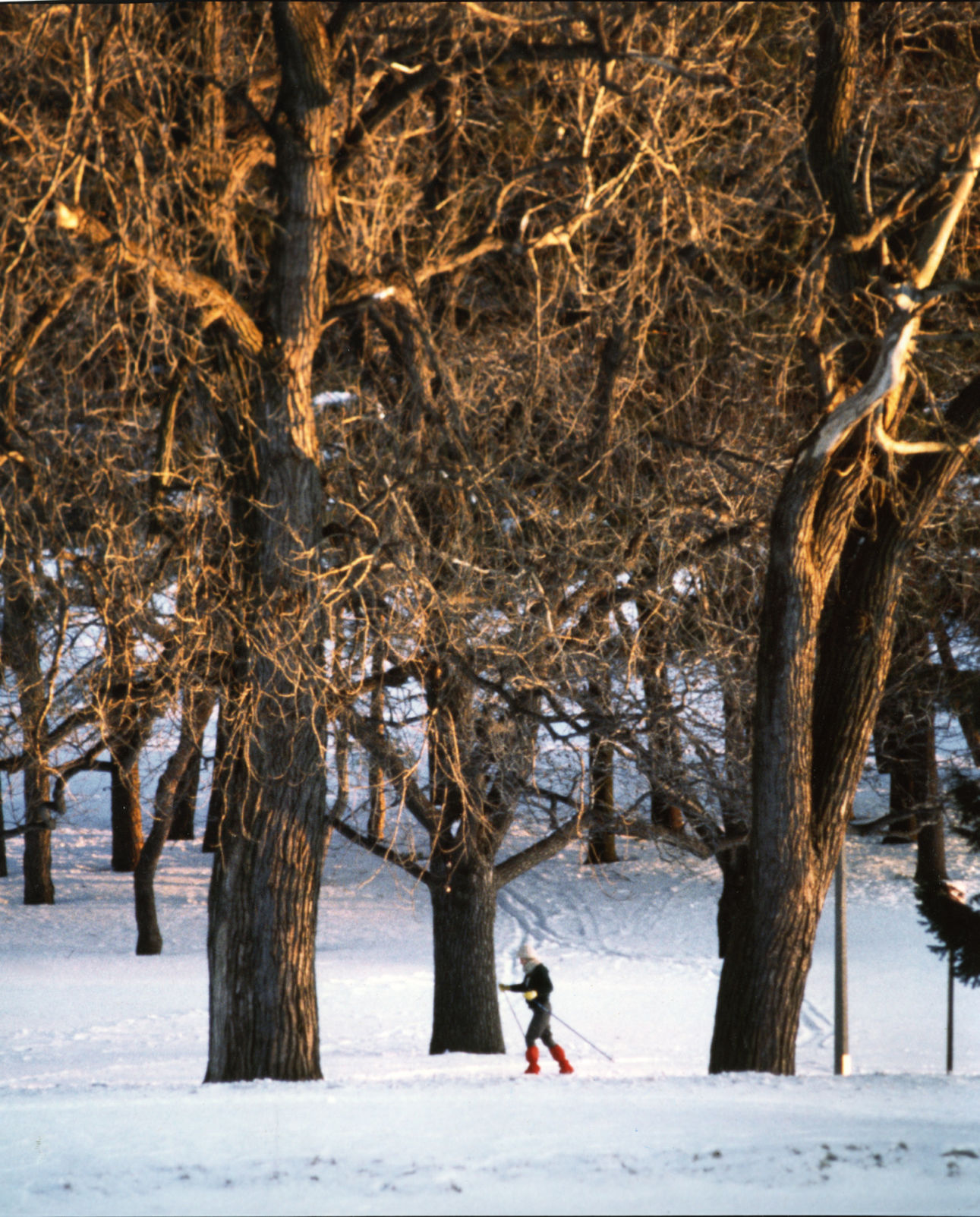 The blizzard of 1982